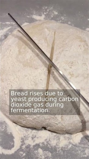 Why does bread rise when you bake it?