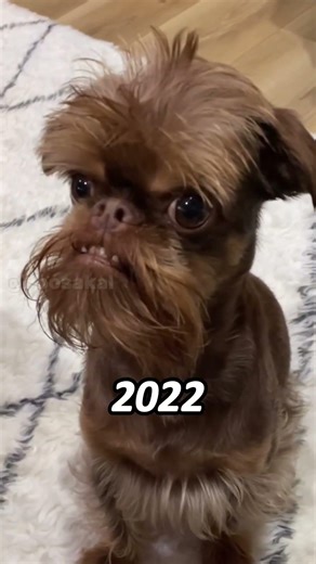 Where are The Legendary Cats and Doge Memes NOW? Then and Now❤️🥺