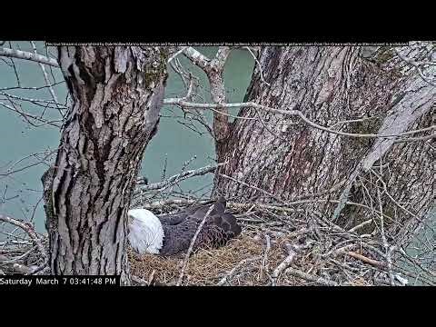 Dale Hollow Eagle Camera Live Stream
