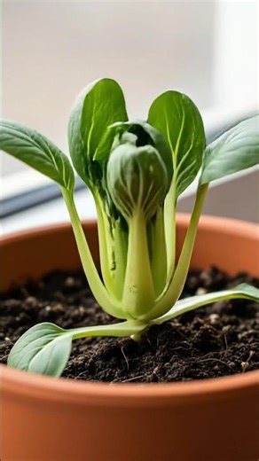 Bok Choy growing from seed to harvest in this calming time-lapse 🌱🥬#BokChoy #PlantTimelapse