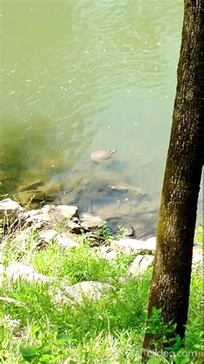 Smooth Soft-Shell Turtle "working my way back to you" Harpeth River, Nashville Tennessee USA 🎶