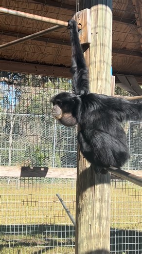 Animal Preservation Education on Instagram: "Sounds of siamangs #siamang #animals #ape #cuteanimals #primate"