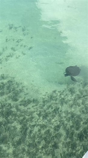 It never gets old. Just a lil friend this morning saying hello at the dingy dock #cruising #sailingfamily #boatlife #seaturtle #marinelife