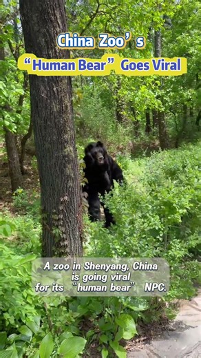 【Meet the Viral “Human Bear” at a China Zoo】