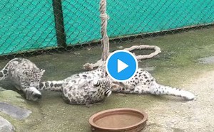 This Video of Three Snow Leopard Cubs Playing at a Zoo is the Cutest Thing You Will Watch Today