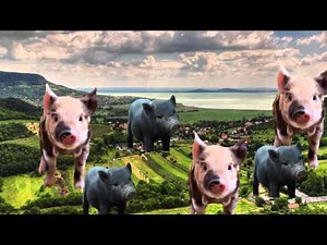 Micro-pigs and the Pros and Cons of GMO Pets