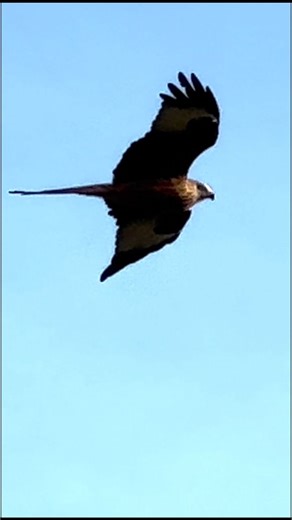 45 reactions | A red kite flying over Blakeney National Nature Reserve.  Aaron Brett-Miller | National Trust - Norfolk Coast | Facebook