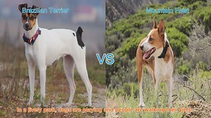 Brazilian Terrier vs. Mountain Feist: A Breed Comparison