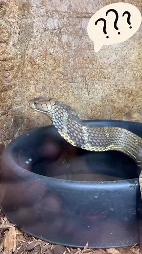 181K views · 4.5K reactions | Our new Danger noodle Mr king cobra gotta figure out a good name lol Dr death is a good name to hold him over through October lol l we pick a better name lol just need to come up with one | Jayprehistoricpets | Facebook