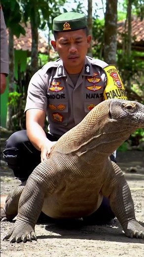 Wildlife Officer Handles Massive Komodo Dragon in Rural Indonesian Village