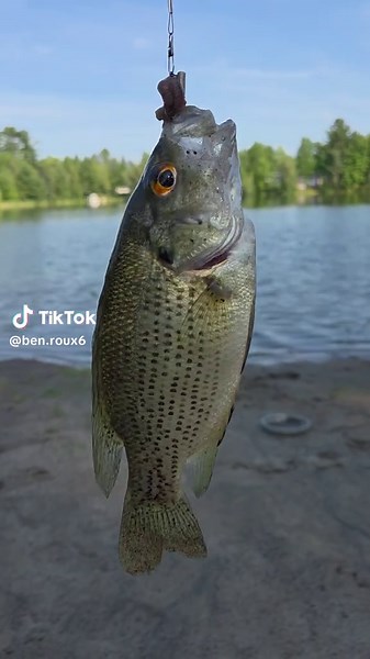 Crapet de Roche: La Belle Pêche au Québec
