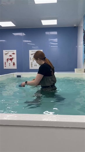 Meet Aoife 🐾💧 Aoife is a 12-month-old Wirehaired Vizsla and a total hydrotherapy pro. She knows the drill now — straight through the door, zero hesitation, and racing to get in like it’s the highlight of her week. Safe to say, she loves it. Hydrotherapy has been brilliant for Aoife’s fitness, strength, and coordination as she grows, giving her a full-body workout without putting unnecessary strain on her joints. It’s also amazing for confidence and focus — and Aoife has both in abundance. Watc