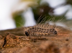 Comment reconnaître les chenilles processionnaires ?