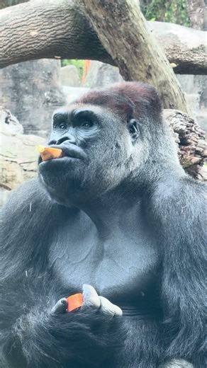 2026.3.21 Handsome Dad D’jeeco 😎 最帥銀背阿爸 #gorilla #djeecofamily #taipeizoo台北市動物園