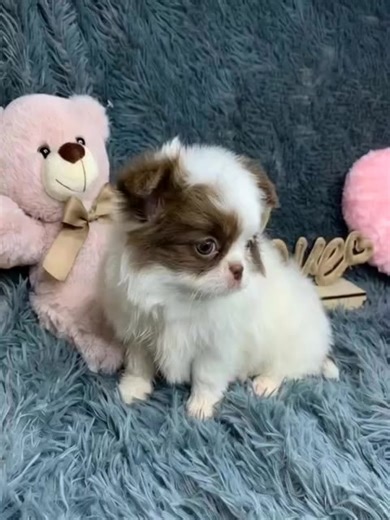 That's an adorable tiny Chihuahua puppy! 🐶 It's a classic example of the breed: super small size, those signature huge round eyes, very large upright ears (they look almost comically big compared to the head), and a short muzzle. The coloring is a white base with black markings on the head (often called a "black mask" or piebald/spotted pattern in Chihuahuas). | Teacup Chihuahua Puppies For Adoption And Rehoming