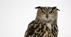 Eurasian Eagle Owl Looking Towards Camera Stock Footage Video (100% Royalty-free) 1098208711 | Shutterstock