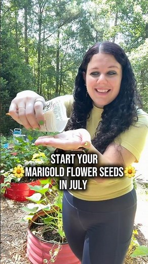 How to grow marigold flowers from seed 🌼⬇️ Read more below