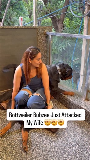 Namita Dua - Namitaology (BUBZEE , LADY OLLIE & ZOEY) on Instagram: "She Almost Died After Rottweiler Bubzee Unintentionally Attacked Her 🤯🤯🥲🥲😱😱 . . . [rottweiler dog,rottweiler puppies,rottweiler puppy,rottweilers,funny rottweiler,rottweiler guard dog,rottweiler protection dog,rottweiler training,cutest rottweiler dogs,rottweiler funny,rottweiler for sale,funny rottweiler compilation,rottweiler compilation,rottweiler dogs,rottweiler puppies for sale,own rottweiler,rottweiler 101,rottweile