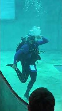 Dive Team Summer Splash Demonstration