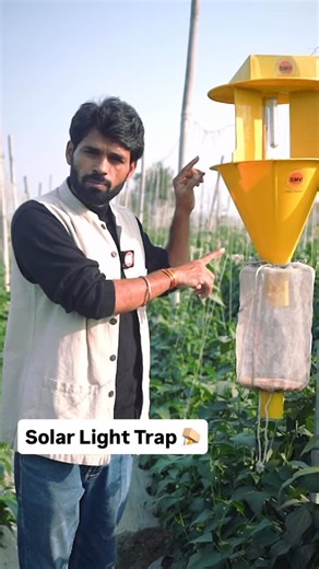 Arvind Shukkla on Instagram: "Solar light trap 🌞 सोलर लाइट ट्रैप का एडवांस वर्जन (पानी की जरूरत नहीं) A natural and eco-friendly way to control pests in crops by attracting and trapping harmful insects. It reduces the need for chemical pesticides and protects beneficial insects. To understand Integrated Pest Management in detail, watch News Potli YouTube channel. #solarlighttrap #pestcontroltips #cropcare #naturalfarming #ruralreporter"