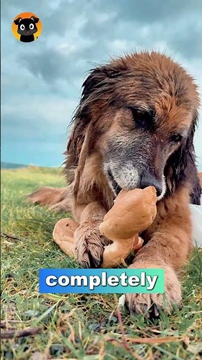 What Fruits Can Dogs Eat Safely? (And Which to Avoid!)