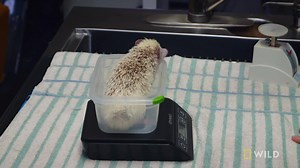 37K views · 710 reactions | Dr. Oakley examines a young pet owner's hedgehog for a check up. | National Geographic Animals | Facebook