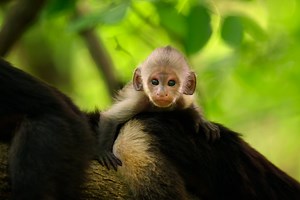 Productions — Humble Bee Films