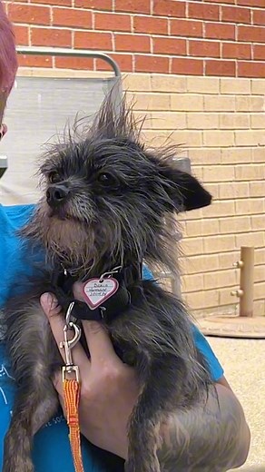 Adopt BRUNO today to help us reach our goal of moving TEN dogs into loving homes this weekend! 💙#dakinhumanesociety #adopt #foster #shelterdog #westernmass #mohawk | Dakin Humane Society