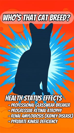 Adam Cook on Instagram: "HEALTH STATS 😺 Abyssinian 1. Progressive Retinal Atrophy (PRA) → A degenerative retinal disease leading to night blindness that progresses to total blindness. Cause: Inherited mutation in the rdAc gene common in Abyssinians. Prevalence: Studies show carrier rates as high as ~45% in lines before widespread genetic testing; much lower now due to screening. 2. Renal Amyloidosis → Abnormal amyloid protein deposits in the kidneys causing chronic renal failure. Cause: Heredit