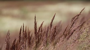 Feather, Wind, Movement. Free Stock Video