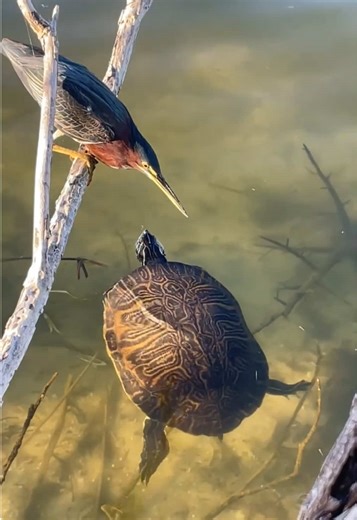 Exploring Florida's Backyard Wildlife