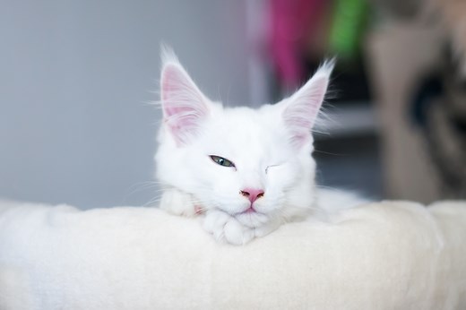 The strange reason cats sleep with their eyes open explained