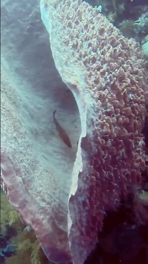 Barrel Sponge Coral, Atauro, East Timor #Atauro #Adara #EastTimor #scubadiving #PADI