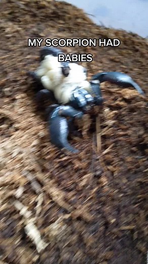 Surprise Baby Scorpions: A Fascinating Discovery