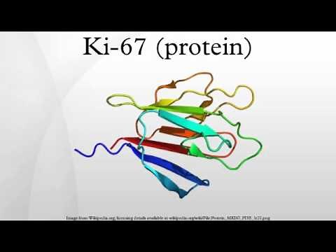Ki-67 (protein)