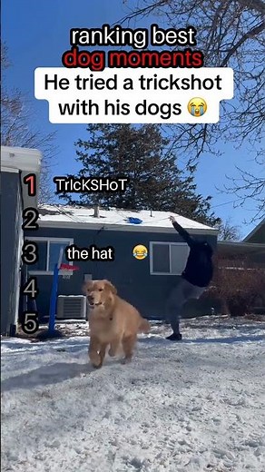 #shorts Ranking Best Dog Moments and Memes