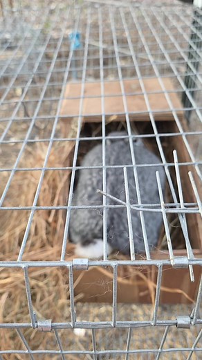 Baby rabbits on the way | Tri Oak Ranch