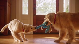 Fight the effects of ageing in dogs 7 with breakthrough nutrition. | Hill’s Pet Nutrition