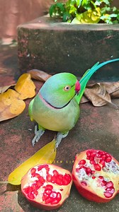 Bablo Parrot ❤️❤️ #parrot #parrotsofinstagram #birdwatching #shortsfeed #viral #wildlife #parrotlover #reels #birds | Green Life