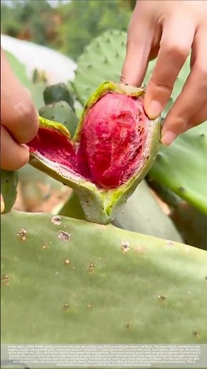 Prickly pear fruit #farmers #agriculture #harvest#shorts