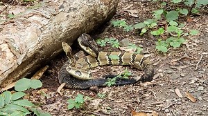 WATCH: Get up close and personal with two 'dancing' Timber Rattlesnakes