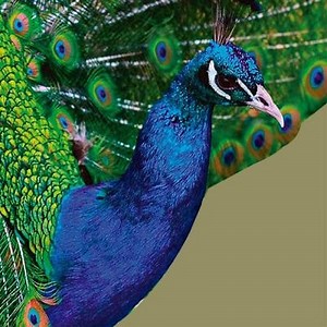 Paun: stanište, karakteristike, hrana i još mnogo toga ▷➡️ Postposmo