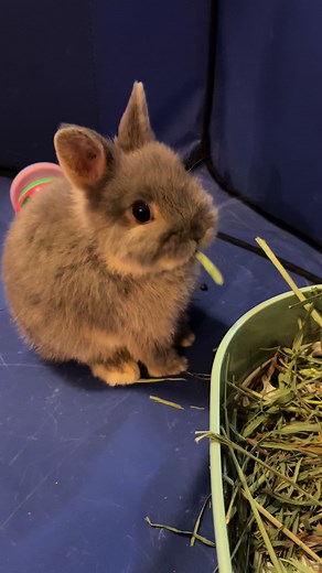 #bunny #bunnies #bunniesoftiktok #rabbit #rabbits #rabbitsoftiktok #fyp #petsoftiktok #cutebaby #cute