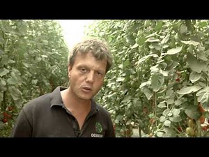 Desert Joy, Cultivation