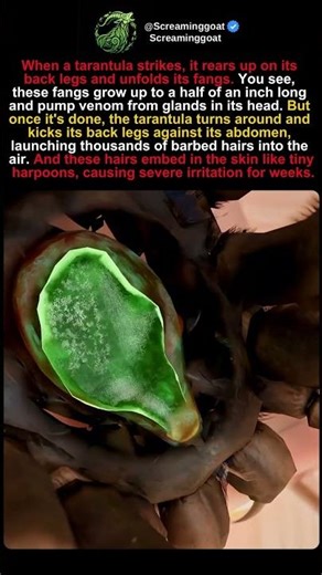 The Tarantula’s Secret Weapon (It’s NOT the Fangs!) 🕷️🚀