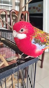 15K views · 944 reactions | So beautiful color parrot | Wildlife Planet | Facebook