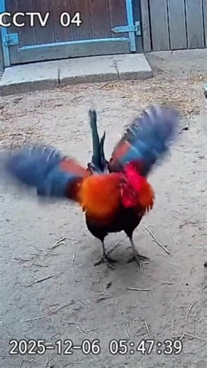 104K views · 346 reactions | “Rooster Boss Fight Weasel Sneaky Run – LOL Fun!”簾• • • • • #chicken #chickens #chickensofinstagram #backyardchickens #hen #farmlife #farm #poultry #roosters #hens #nature #homestead #eggs #roostersofinstagram #chickencoop #aseel #instagram #seval #gallo #gamefowl #chickenlove #sevalsandai #gallos #sandaiseval #chickenlife #kattuseval #gallosfinos #hensofinstagram #jallikattu #gallosdecombate | CCTV Rescue Zone | Facebook