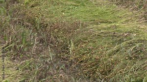 A row of flax plants close up in the fields in the countryside. Both close up and back view of lines of cut flax, with their matured seed balls. Lying on a field, in thick layers