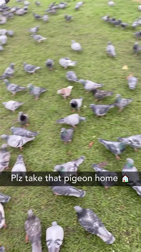 Bird whisperer? Fluent in screaming 🐦💀#bird #funnyvideo #animalwhisperer #funnybirds #birdtok