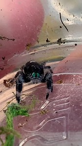 Cute jumingspider #spiders #jumpingspiders | Spider Facts